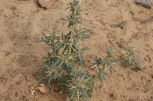 Верблюжья колючка