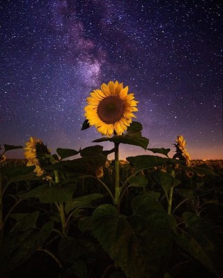Ночное цветение подсолнухов