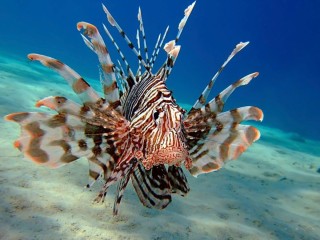 Опасные рыбы красного моря