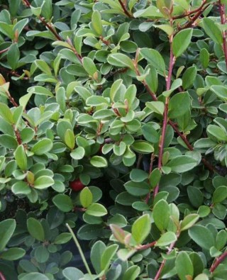 Кизильник кустарник