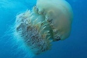 Номура медуза