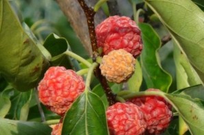 Кудрания триостренная