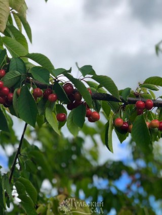 Исаковский вишня