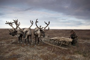 Северный олень тундры