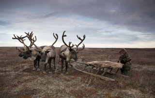 Северный олень тундры