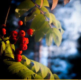 Горит костер рябины красной