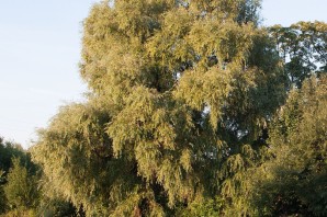 Ива ломкая булата
