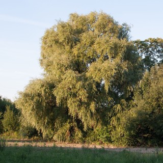 Ива ломкая булата