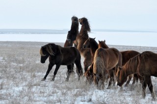 Дикая степная лошадь