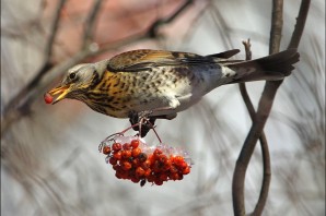 Рябинник дрозд