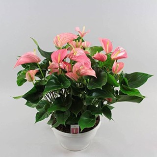 Антуриум спирит