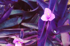 Сеткреазия фиолетовая