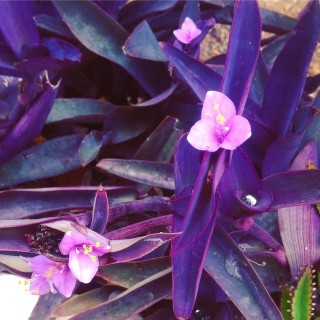 Сеткреазия фиолетовая