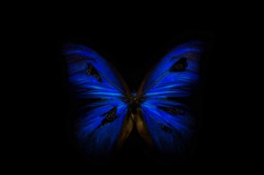 Синяя бабочка на черном фоне