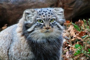 Сибирский дикий кот