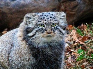 Сибирский дикий кот