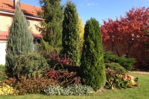 Туи в ландшафтном дизайне