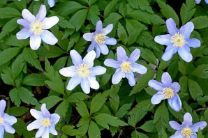 Ветреница дубравная