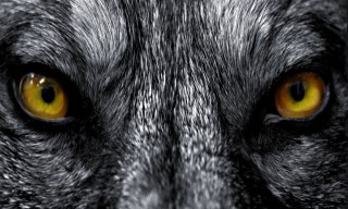 Волчий глаз