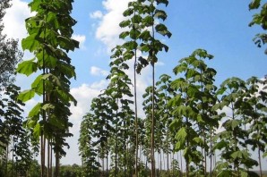 Павловния продолговатая