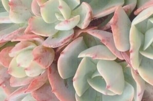 Эстетичные цвета