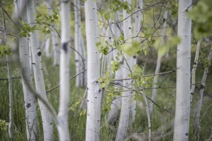 Осина лечебные свойства