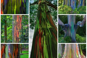 Эвкалипт радужный