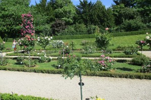 Розовый сад хутор ленина