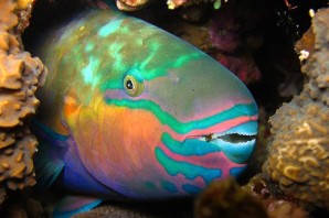 Красное море рыбы