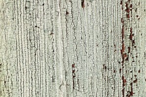 Текстура березы