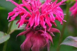 Бергамот трава для чая