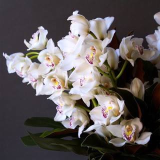 Орхидея абба
