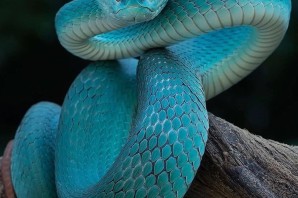 Голубая комодская куфия