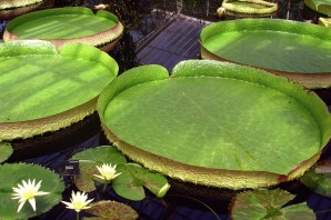 Виктория амазонская