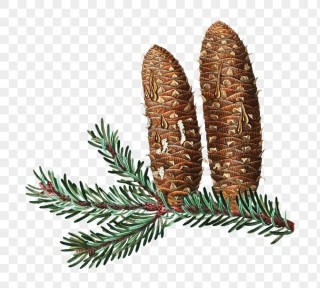 Хвоинки пихты