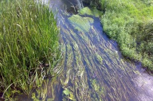 Загрязнение пресных вод