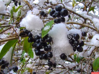 Снежная ягода кустарник