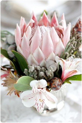 Королевская протея