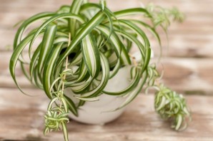 Хлорофитум хохлатый