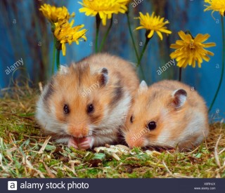 Хомяк брандта