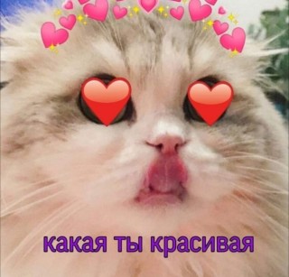 Котик с сердечками в глазах