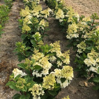 Гортензия петит лантерн