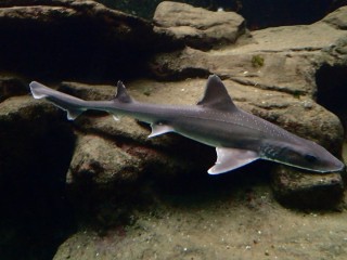 Черноморский катран