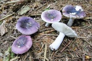 Гигрофор сыроежковый