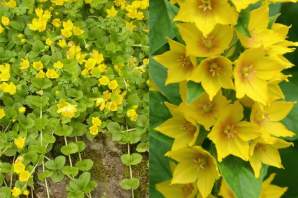 Лизимахия ампельная