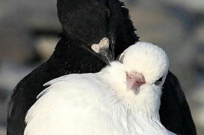 Черный голубь