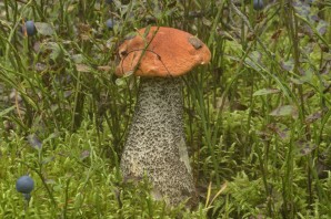 Подосиновик