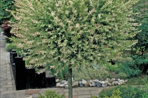 Ива хакуро нишики на штамбе