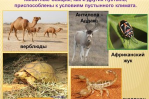 Растительный мир пустыни