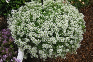 Алиссум сноу принцесс